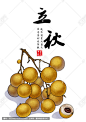 立秋 龙眼 桂圆 石硖龙眼 水果 龙眼包装素材 手绘龙眼 龙眼插画 水果包装素材 节气 24节气 立秋海报 二十四节气 节气海报 节气插画