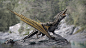 Dracrok, Jia Hao : Dracrok, a crocodile inspired river dragon.