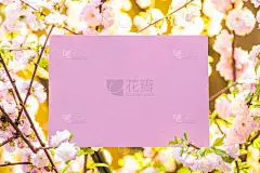 杏仁,纸,空白的,花朵,枝,在之间,贺卡,空的,边框,春天