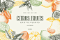 Vintage Citrus Fruits Sketch Set 