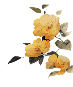 漫漫无边采集到花瓣