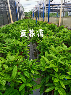 雨林霖070103117采集到花园时光——植物