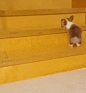 这只名叫初雪的柯基宝宝，生活在韩国，主银特别喜欢拍它上下楼梯的样子。短短的小腿蹦蹦跳跳，偶尔还会踩不到，像只小兔叽。哼，我要变成大长腿！ ​​​​