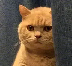 橘猫暗中观察表情包9 