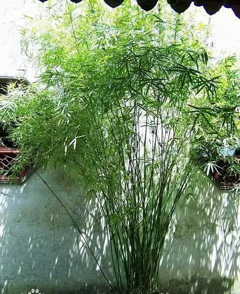 物种小知识 月光下的凤尾竹 -花瓣网