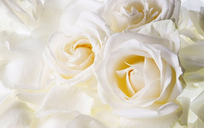 纯洁高贵白玫瑰高清壁纸 - 花卉壁纸 -...