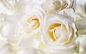 纯洁高贵白玫瑰高清壁纸 - 花卉壁纸 - 小米辣素材网_免费素材下载的素材网-集素材大全网站素材之精华