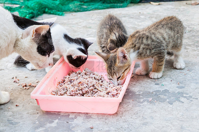 无家可归的猫和小猫咪在吃米饭