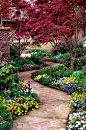 Garden path.  Colorful Pansies with Red Maple.