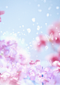 梦幻樱花与白色蝴蝶蓝紫色系背景素材 更多高品质优质采集-->>@大洋视觉
