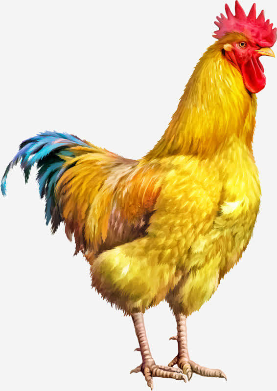 彩色大公鸡