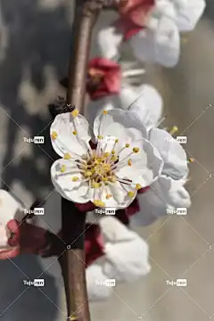 开花 杏花 杏子 花 树叶 春天 盛开 花壁纸 植物 自然