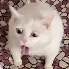 沙雕表情包第六弹之小胖咪咪