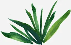 水彩芙蓉花卉艺术手绘彩绘水彩插画高清素材 免扣手绘彩绘水彩插画 水彩芙蓉花卉艺术免扣 免抠png 设计图片 免费下载