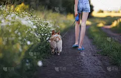 在一个温暖的夏日里，一个穿着短裤、长腿的小女孩和一只可爱的柯基犬沿着乡间小路，漫步在田野和鲜花之间
