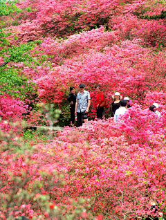 冰雪乐园采集到万山红遍