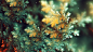 General 1920x1080 digital art 3D CGI fractal abstract fractal flowers depth of field blurred