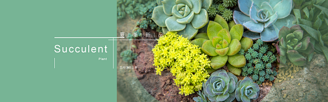 banner-多肉-V1.0