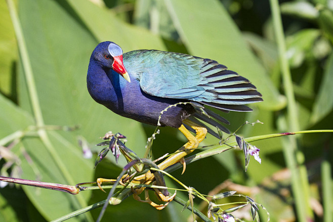 Purple Gallinule, Po...
