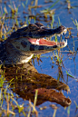 Caiman Reflected - In South Pantanal - Home to thousands of wildlife species. - It is shared by Brazil, Bolivia and Paraguay.: 