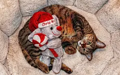 可爱猫咪的圣诞节桌面高清壁纸桌面壁纸4