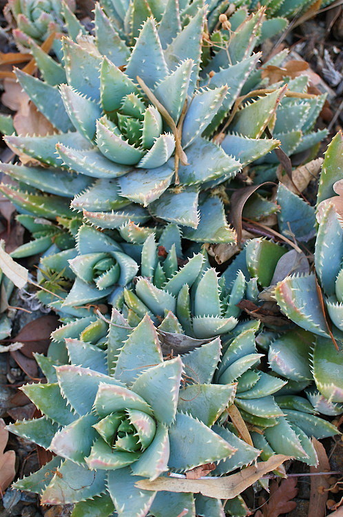 aloe brevifolia (by ...