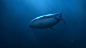 General 1920x1080 digital art underwater blue whale divers sea mammals
