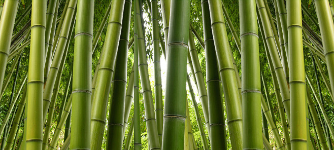 bamboo竹子 (13)