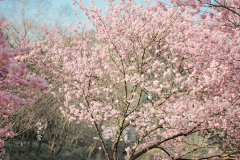 『沉眠』采集到sakura