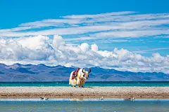 大自然中的各种牛