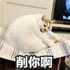 网红猫楼楼表情包 楼楼表情包大全