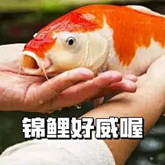 錦鯉表情包