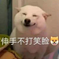 狗狗表情包