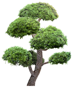 江扶月采集到植物素材