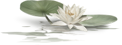 fdfdLibra采集到荷塘月色