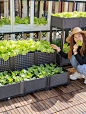 阳台蔬菜种植箱家庭菜园户外楼顶室内种菜种花花盆加宽塑料种菜盆-tmall.com天猫