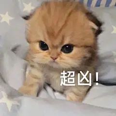 猫me表情包一个人水饺不好丸_10