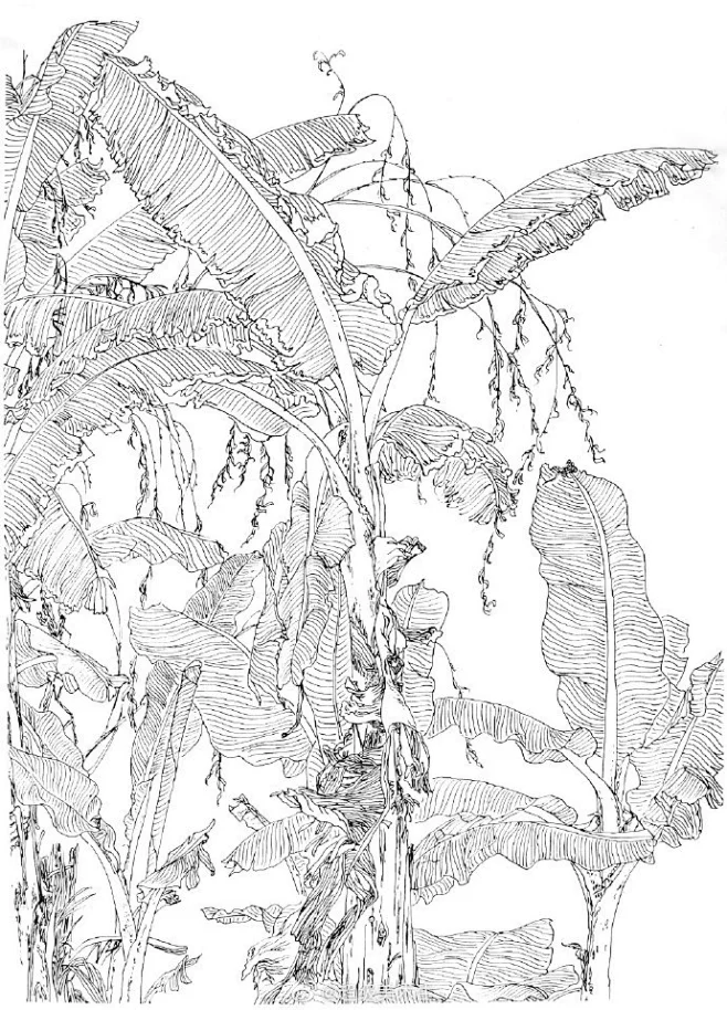各种植被树木线描手稿 . 场景速写风景手绘参考 . 佚名 图片_黑白画图片素材-花瓣网