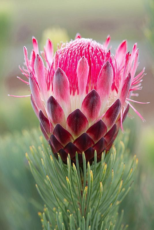 Protea Aristata - Lo...