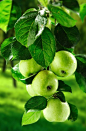#摄影# #静物# #微距#
Фото Зеленый яблоки на дереве