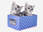 可爱猫咪免抠png素材_新图网ixintu.com