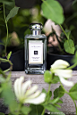 JoMaloneLondon祖玛珑的照片 - 微相册