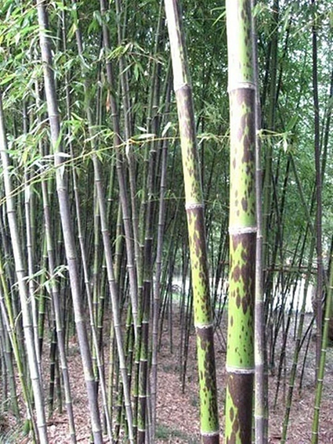 斑竹.jpg-花瓣网