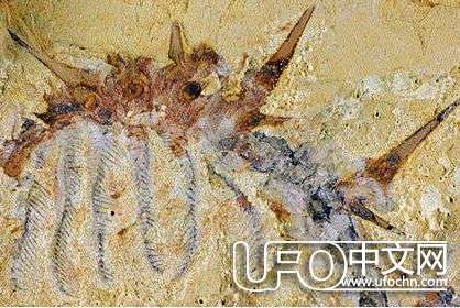 怪诞虫化石图片怪诞虫有毒吗ufo中文网
