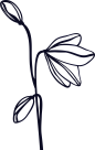 欧式复古花纹花卉花朵卡片蝴蝶边框装饰免扣PNG图案 AI矢量素材 (25)