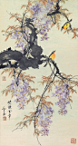 “ 紫藤花鸟 … ”丨乔木 · 绘