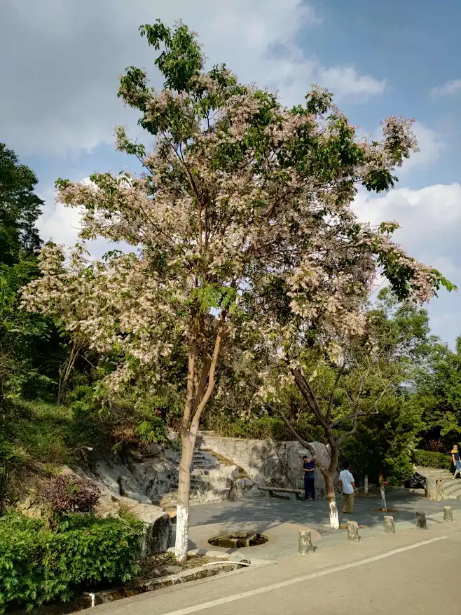 仪花的搜索结果_百度图片搜索-花瓣网