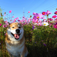 澟采集到狐狸