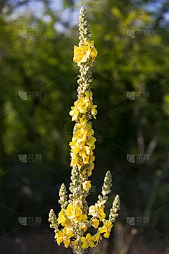 高大的黄花密荆花特写照片