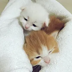 猫咪表情包：弱小，可怜，又无助